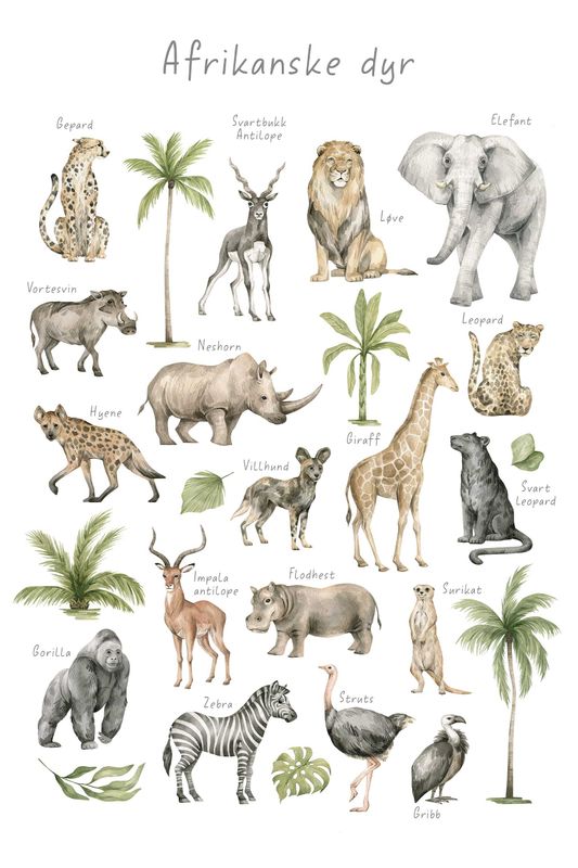 Poster - Afrikanske Dyr
