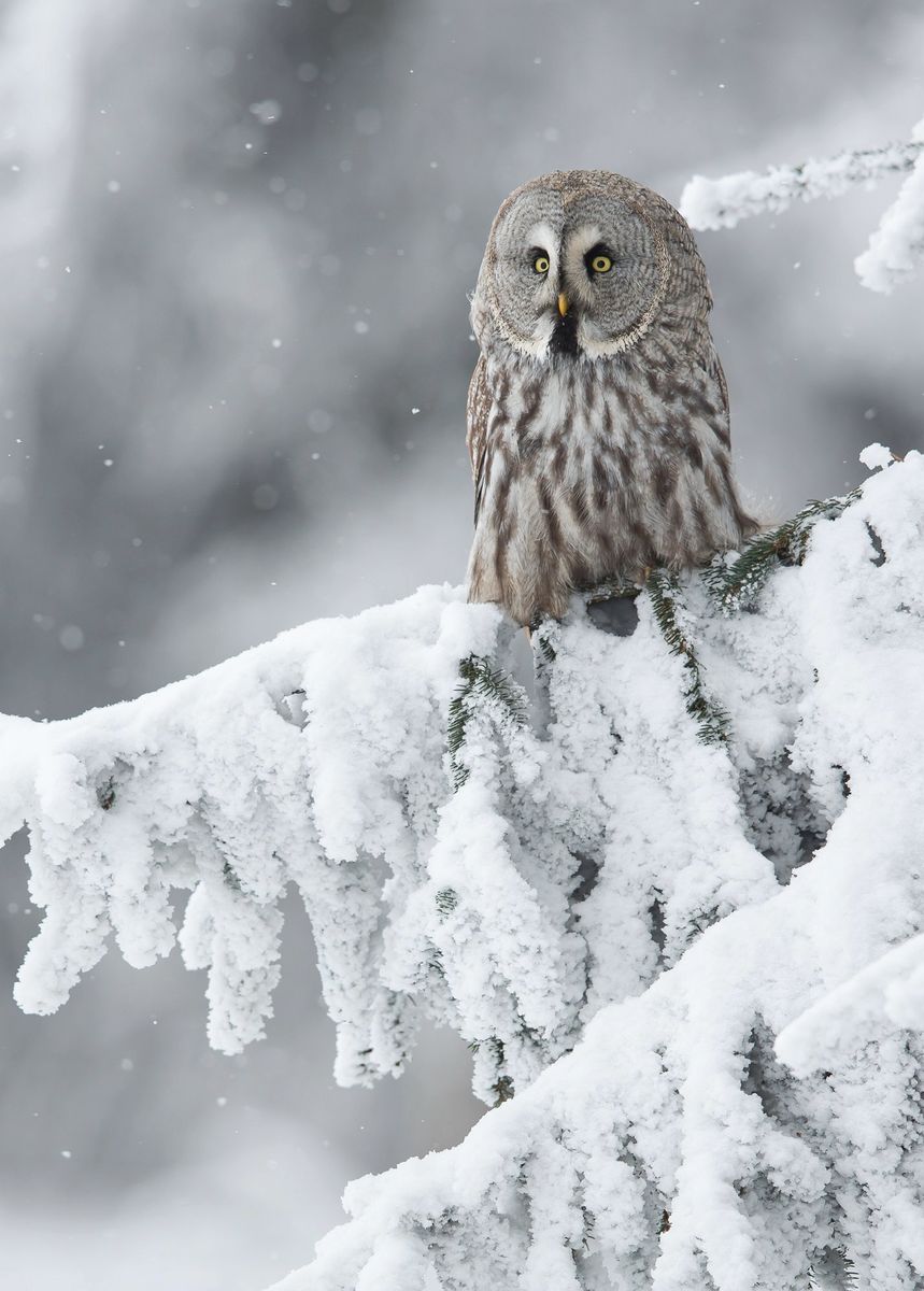 Poster - Vinter Ugle 1