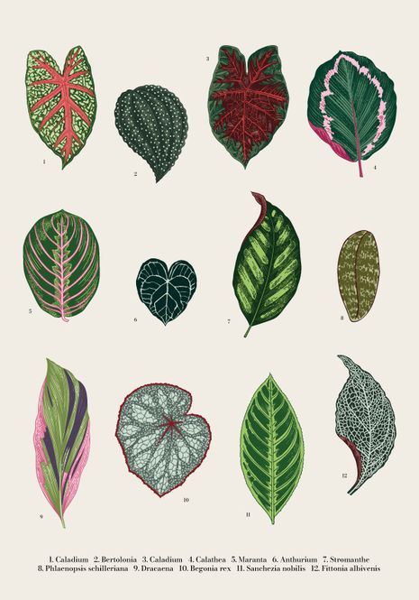 Hovedbilde Poster - Vintage Botanisk Planter