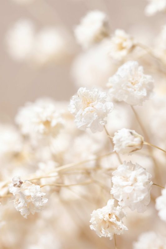 Poster - Hvite Blomster