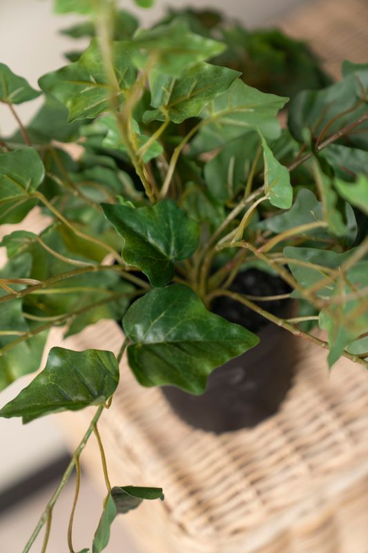 Hengeplante 80cm Grønn
