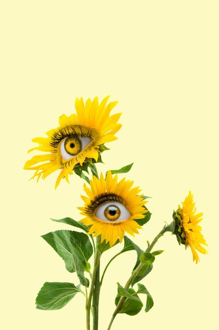 Hovedbilde Poster - Blomsterøyer